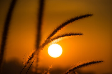 Golden Hour Sunrise with Shadows of Tall Grass, Capturing the Awe-Inspiring Beauty of Nature's Grandeur in a Serene and Magical Morning Scene