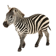 Obraz premium realistic zebra with striking black and white stripes stands against transparency background, showcasing its unique pattern and form. This majestic animal embodies beauty of wildlife