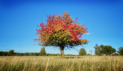 autumn tree in the field