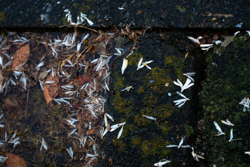 雨の道路に散らばる花びら20230429