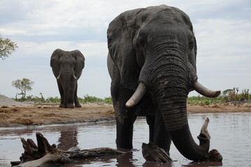 Fototapeta premium Elephant in Botswana drinking and playing at Waterhole in Khwai Region, Okavango Delta
