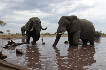 Obraz premium Elephant in Botswana drinking and playing at Waterhole in Khwai Region, Okavango Delta