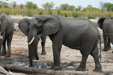 Fototapeta premium Elephant in Botswana drinking and playing at Waterhole in Khwai Region, Okavango Delta