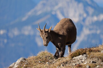 Steinbock Geis Nahaufnahme fotografiert in den Alpen Österreich Vorarlberg