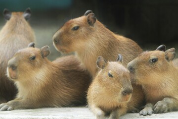 the capybaras relax in the morning