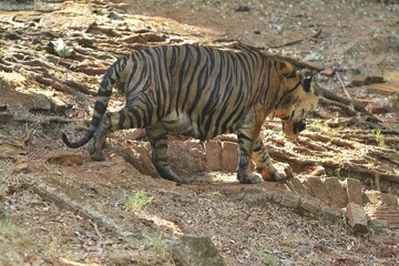 Sumatran tiger walks on the ground with roots