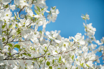  natural spring Easter outdoor background. Delicate spring beautiful bloom of white large flowers on tree branches.
Large white flowers of Dogwood tree