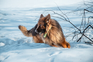 Long-haired shepherd dog against white snow in winter. Walking with a pet