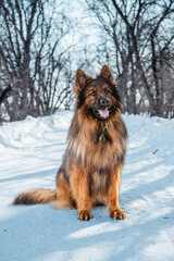 Long-haired shepherd dog against white snow in winter. Walking with a pet