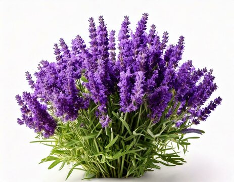 Levander, aka levandula, violet flowering plant isolated, greeting card