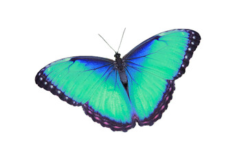 multicolor butterfly png