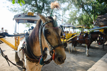 Obraz premium horse and carriage