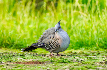Portrait of a crested pigeon. Bird in close-up. Ocyphaps lophotes. Topknot pigeon