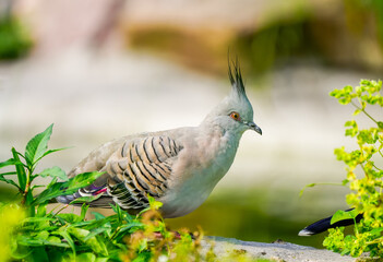 Portrait of a crested pigeon. Bird in close-up. Ocyphaps lophotes. Topknot pigeon