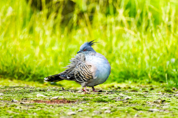 Portrait of a crested pigeon. Bird in close-up. Ocyphaps lophotes. Topknot pigeon