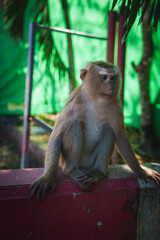 A calm macaque monkey sits on a red concrete ledge with a green fabric backdrop and tropical trees, set in a lush environment in Thailand.