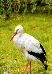 Portrait of a stork. Close-up bird in natural environment.
