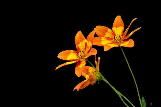 Orange flowers of beggartick. Flowering plant close-up. Bidens.
