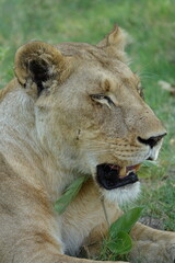 Lion family with cubs playing in the Okavango Delta in the Khwai Region
