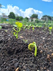 Close up of growing green bean sprout