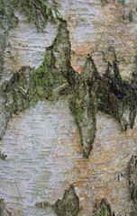 Beautiful close-up of the bark of betula pendula