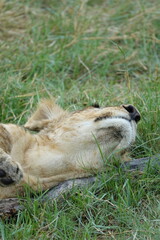 Lion Family with Cubs playing along the Okavango Delta in the Khwai Region
