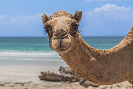landscapes of dhofar region of oman