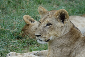 Lion Family with Cubs playing along the Okavango Delta in the Khwai Region