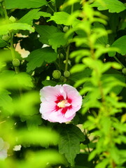 初夏の生垣に咲くピンクの木槿の花