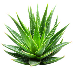 Fototapeta premium Vibrant Green Aloe Vera Plant Detailed Closeup Shot Spa Spiky Sharp Image Fresh Leaves 