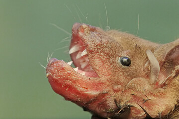 The fierce appearance of a short-nosed fruit bat with rows of sharp teeth. This flying mammal has the scientific name Cynopterus minutus.