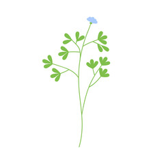 Delicate floral branch. Field meadow flower stem with blooming wildflower and leaves. Gentle fragile botanical design element. Natural flat graphic vector illustration isolated on white background