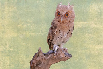 A Javan scops owl preys on a small snake. This nocturnal bird has the scientific name Otus lempiji.