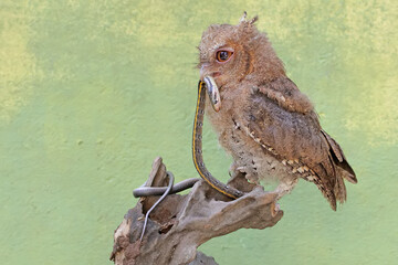 A Javan scops owl preys on a small snake. This nocturnal bird has the scientific name Otus lempiji.