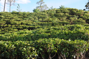 Fototapeta premium Fresh, green tea bushes with green leaves on on hills at traditional tea plantation and tea fields with terraces on Sri Lanka island, Ceylon, Asia