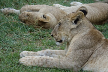 Lion Family with Cubs playing along the Okavango Delta in the Khwai Region