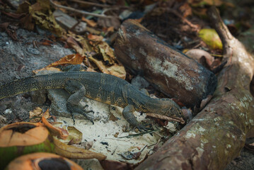 A monitor lizard rests on a forest floor covered with dry leaves, sand, and coconuts. A weathered tree branch adds to the tropical setting in Thailand.