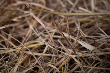 The texture of the straw looks coarse, yet it adds a sense of comfort to the scene.  