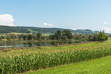 Fototapeta premium Rural scenery at lake Hasensee in the Canton of Thurgau, Uesslingen-Buch, Seebachtal, Switzerland