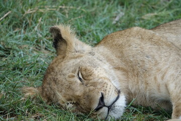 Lion Family with Cubs playing along the Okavango Delta in the Khwai Region