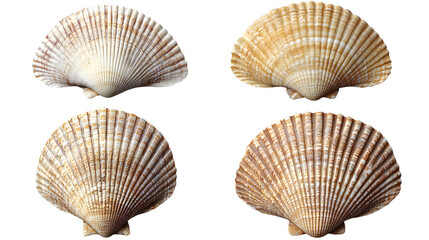 Obraz premium Exploring diverse shell varieties coastal shoreline nature photography beach environment close-up view marine life concept