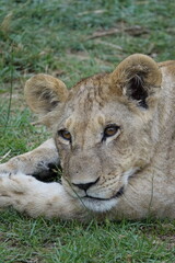 Lion Family with Cubs playing along the Okavango Delta in the Khwai Region