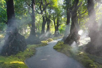 Obraz premium Large trees that are protected from deforestation 