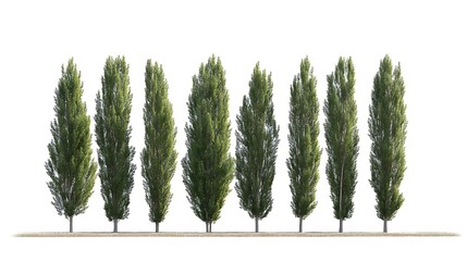 Collection of isolated poplar trees on a white background, botanical concept, ultra high resolution, highly detailed, photorealistic, no people, no animals, white studio lighting, professional 