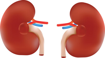 Kidney human internal organ. Urinary endocrine system front view anatomy vector illustration