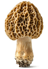 Morel mushroom isolated transparent background. a mochup for design.png
