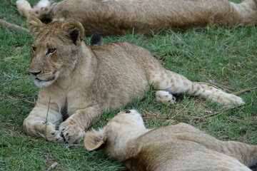 Lion Family with Cubs playing along the Okavango Delta in the Khwai Region