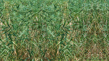 a solid wall of green reeds