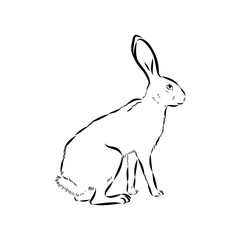 Wild Hare, Hand-Drawn Vector, Graphic Style, Abyssinian hare, vector sketch