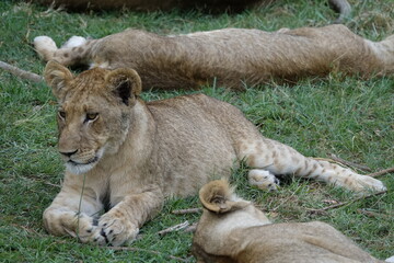 Lion Family with Cubs playing along the Okavango Delta in the Khwai Region